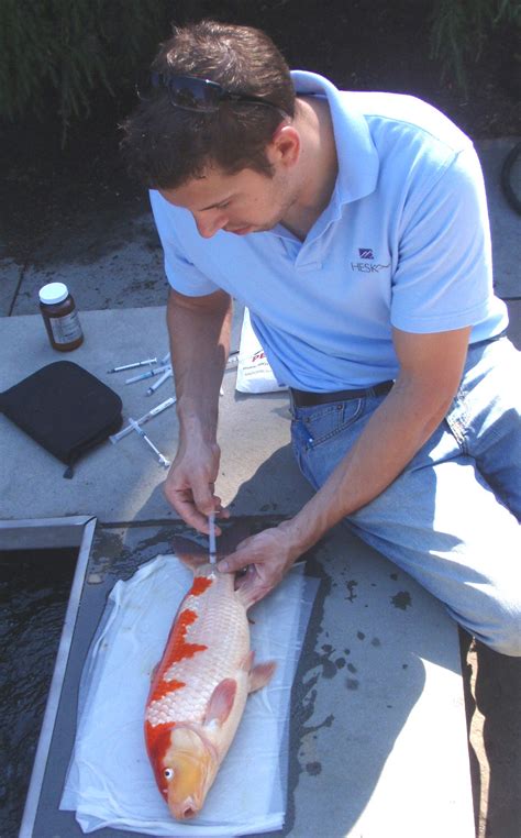 online fish vet|fish doctor near me.